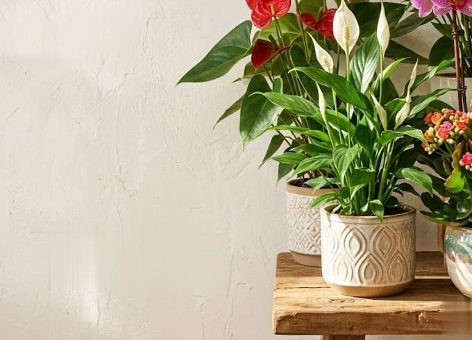 Flowering Wonders - year-round blooms that brighten every room