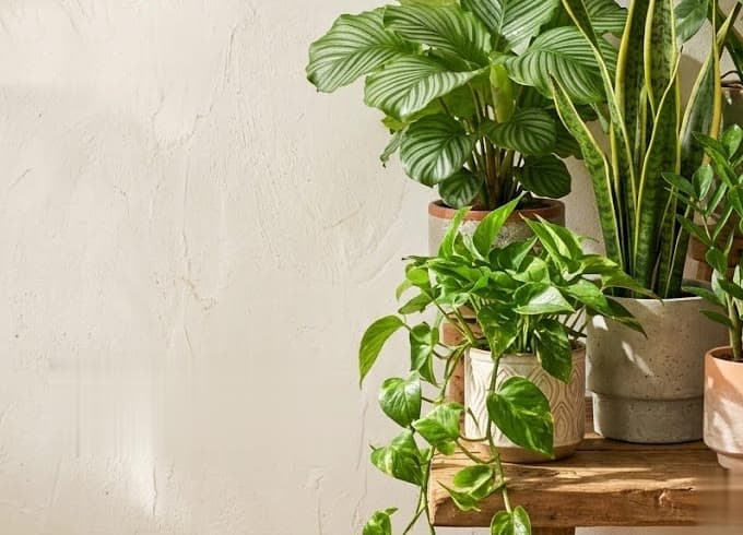 Indoor Jungle - bring nature home with lush, easy-care indoor plants
