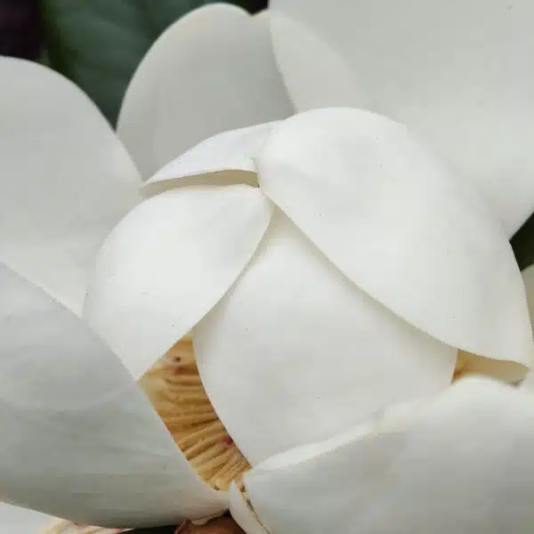 Magnolia Grandiflora - Image 16