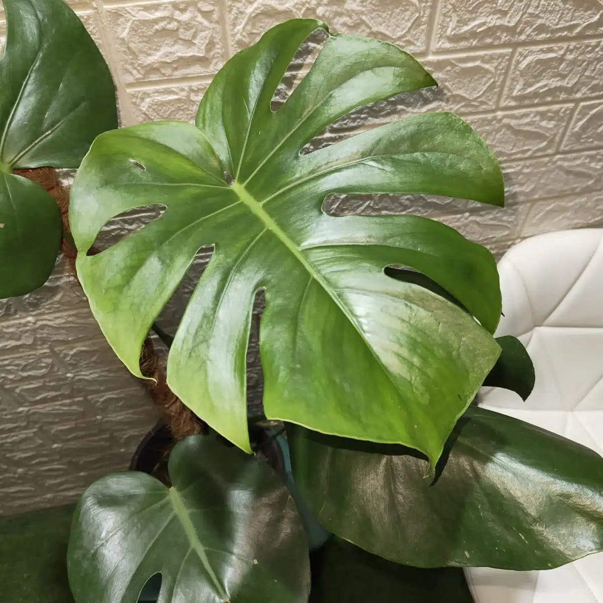 Monstera Deliciosa - Image 5
