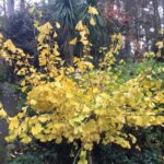 Ginkgo Biloba (Maidenhair Tree)