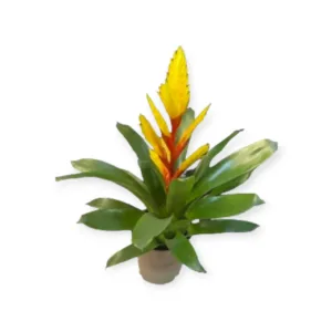 Bromeliad Vriesea Evita – Stunning Tropical Plant for Your Home or Garden