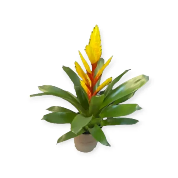 Bromeliad Vriesea Evita - Stunning Tropical Plant for Your Home or Garden