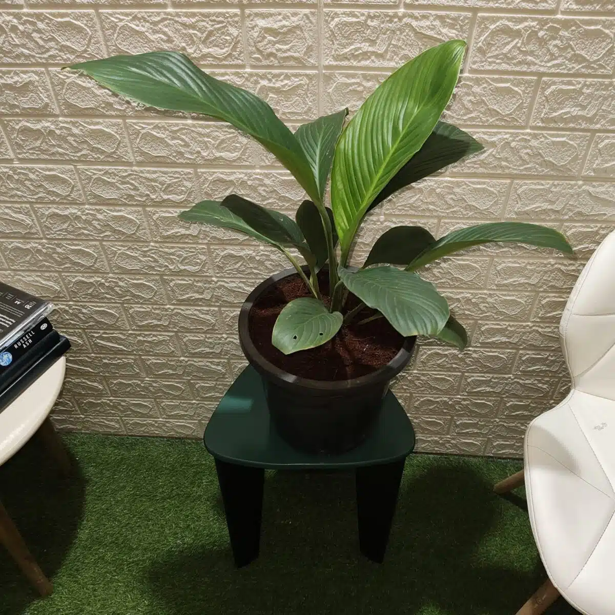 Spathiphyllum wallisii 'Sensation'(Giant Peace Lily) - Image 4