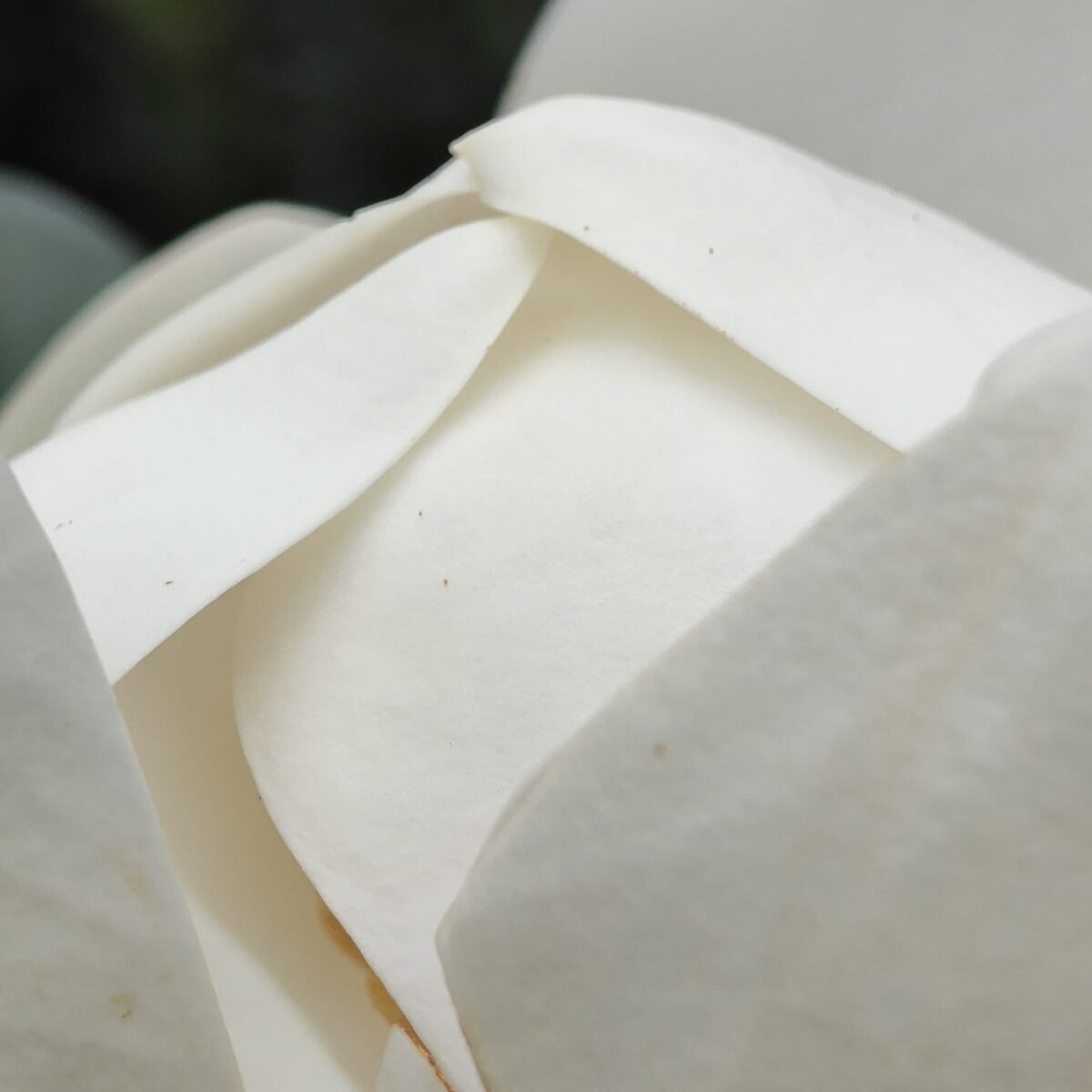 Magnolia Grandiflora - Image 7
