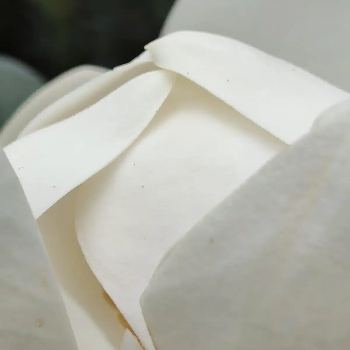 Magnolia Grandiflora - Image 7