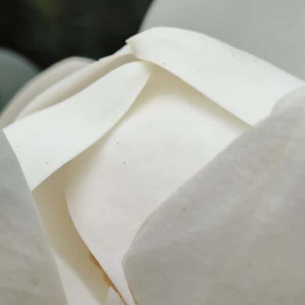 Magnolia Grandiflora - Image 7