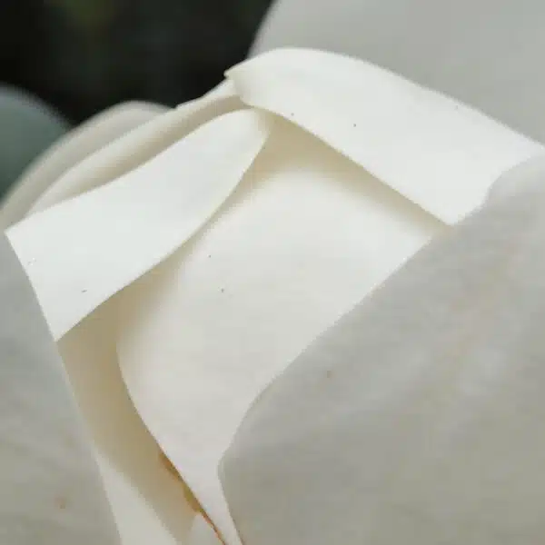 Magnolia Grandiflora - Image 7