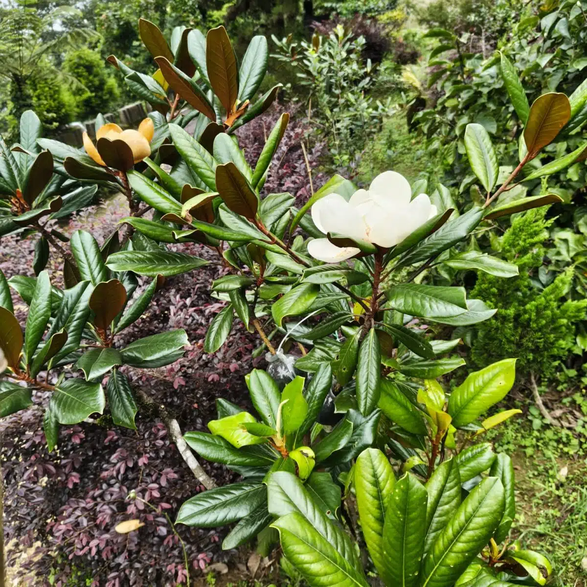 Magnolia Grandiflora - Image 6