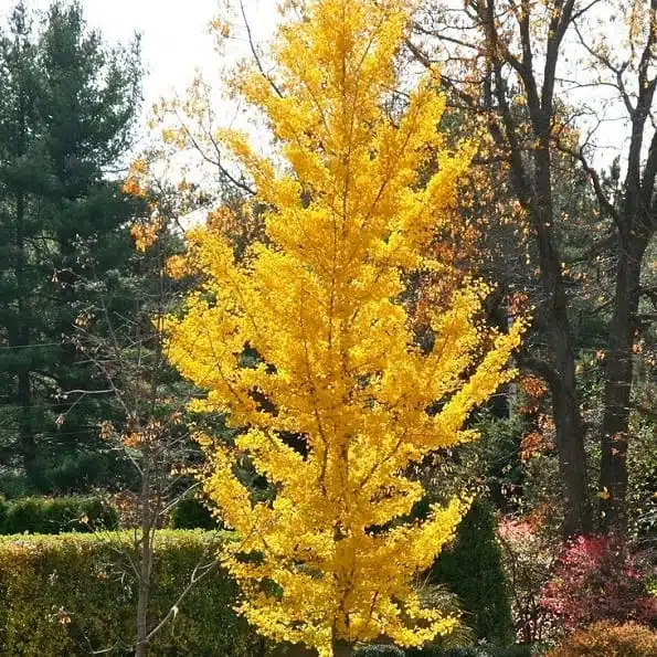 Ginkgo Biloba Tree - Image 8