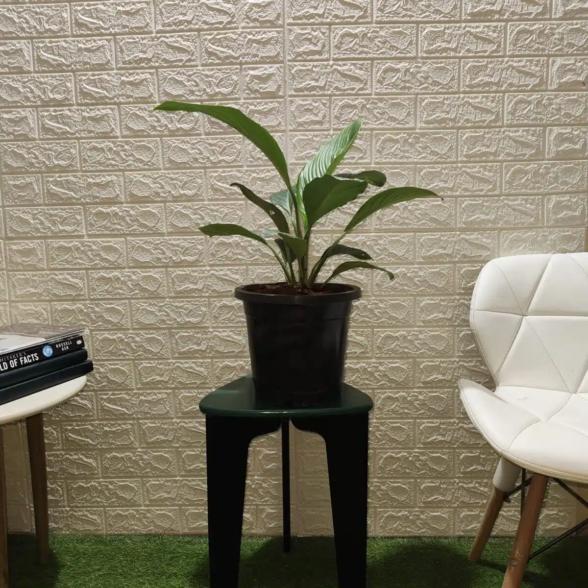 Spathiphyllum wallisii 'Sensation'(Giant Peace Lily) - Image 5