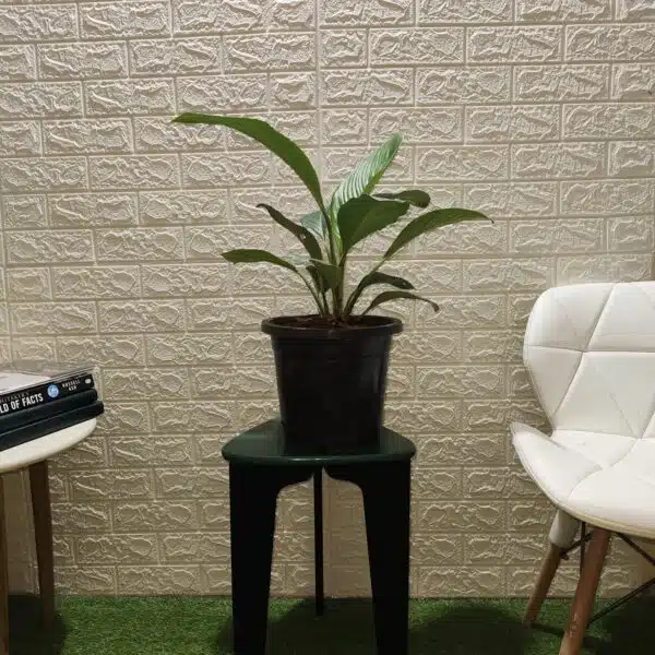 Spathiphyllum wallisii 'Sensation'(Giant Peace Lily) - Image 5