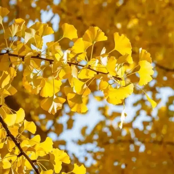 Ginkgo Biloba Tree - Image 9
