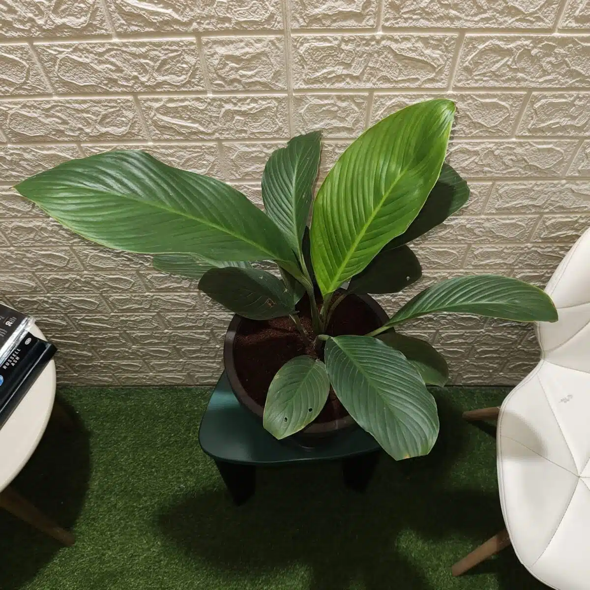 Spathiphyllum wallisii 'Sensation'(Giant Peace Lily) - Image 8