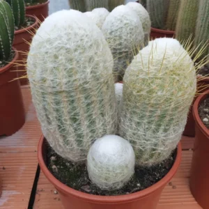 Espostoa Lanata (Peruvian Old Man)
