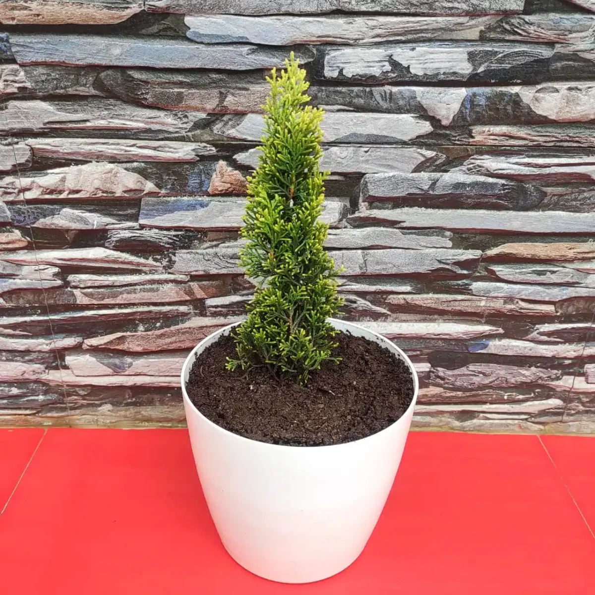 Golden Pencil Pine (Cupressus Swanes) - Stunning Evergreen Tree for Your Landscape - Image 2