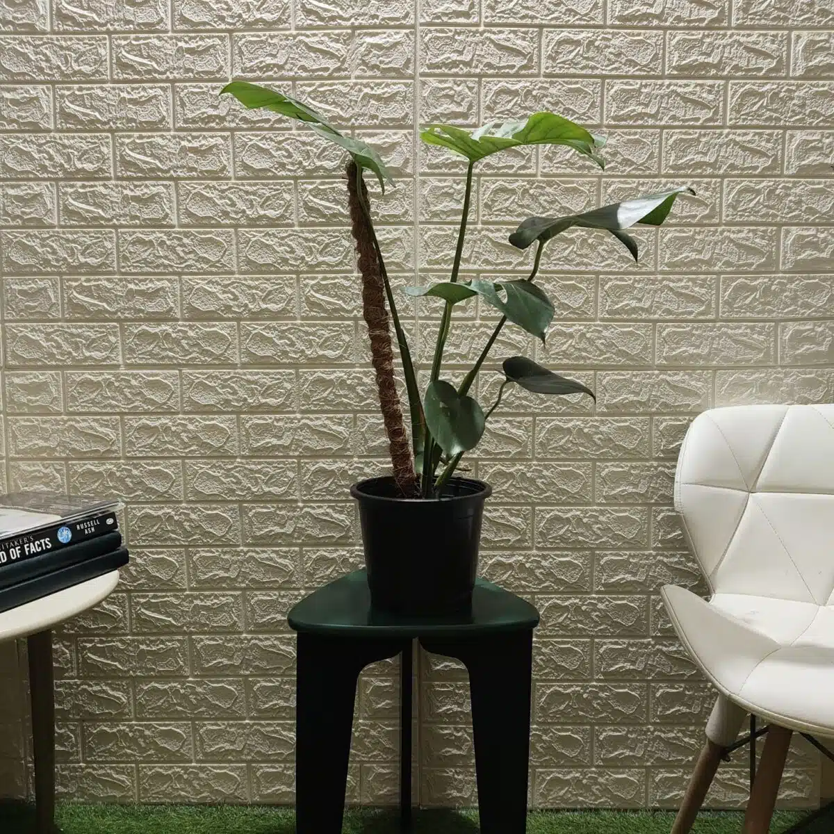 Monstera Deliciosa - Image 9