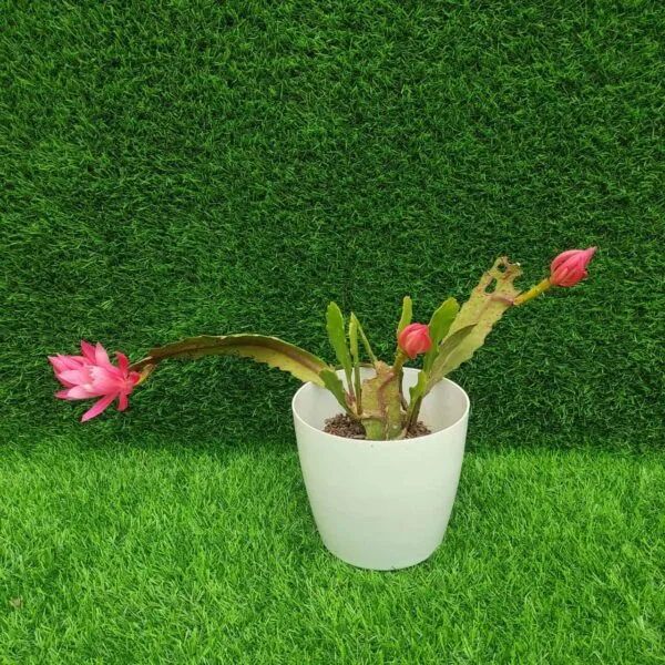 Epiphyllum Oxypetalum (Brahma Kamal) Baby Pink Color - Image 5