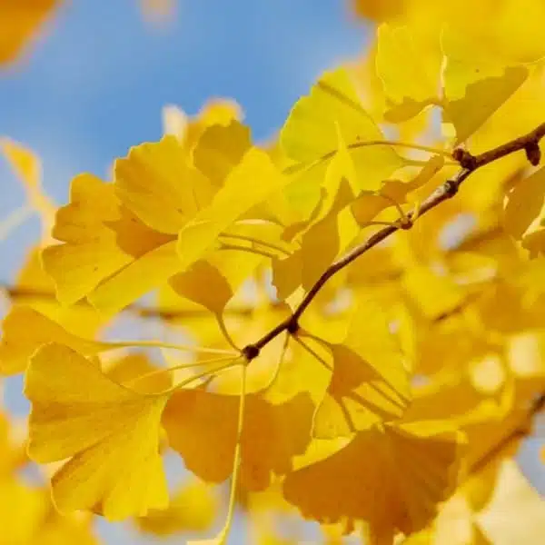 Ginkgo Biloba Tree - Image 10