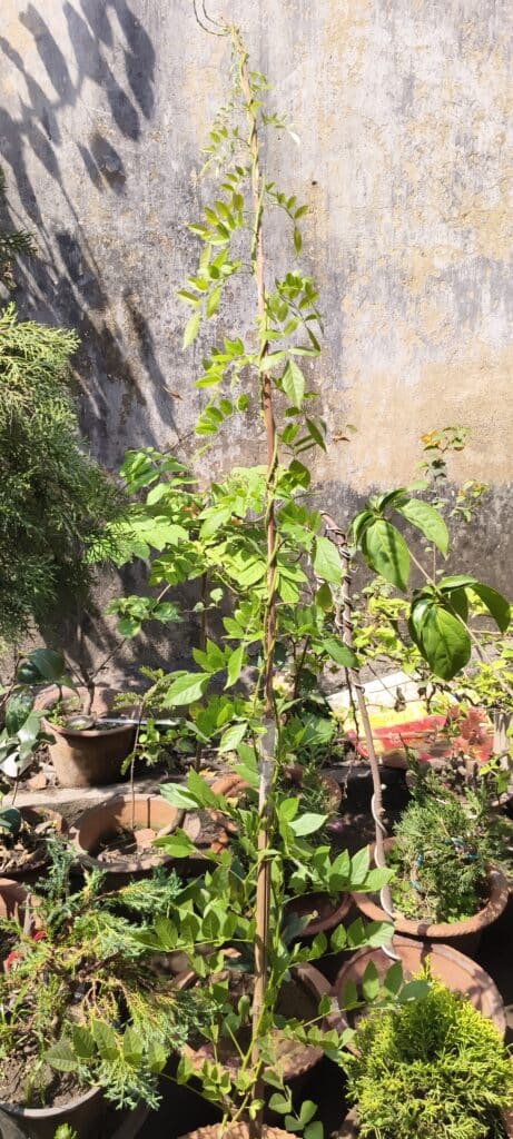 Image #1 from Debanjan Das