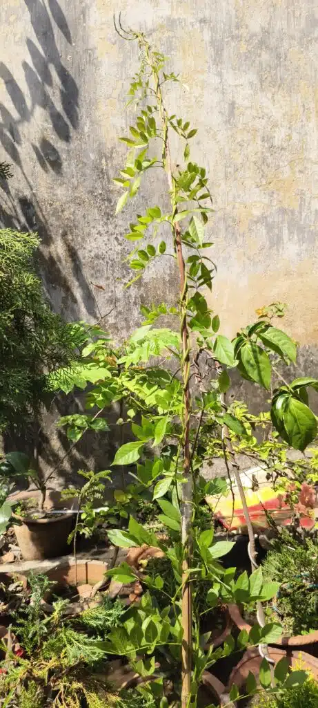 Image #2 from Debanjan Das