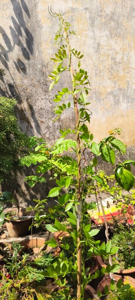 Image #2 from Debanjan Das