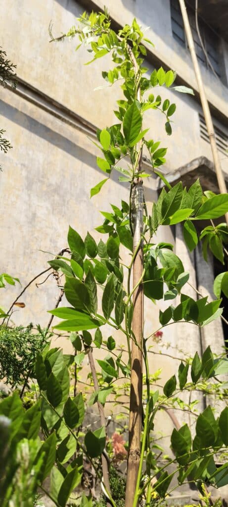 Image #3 from Debanjan Das