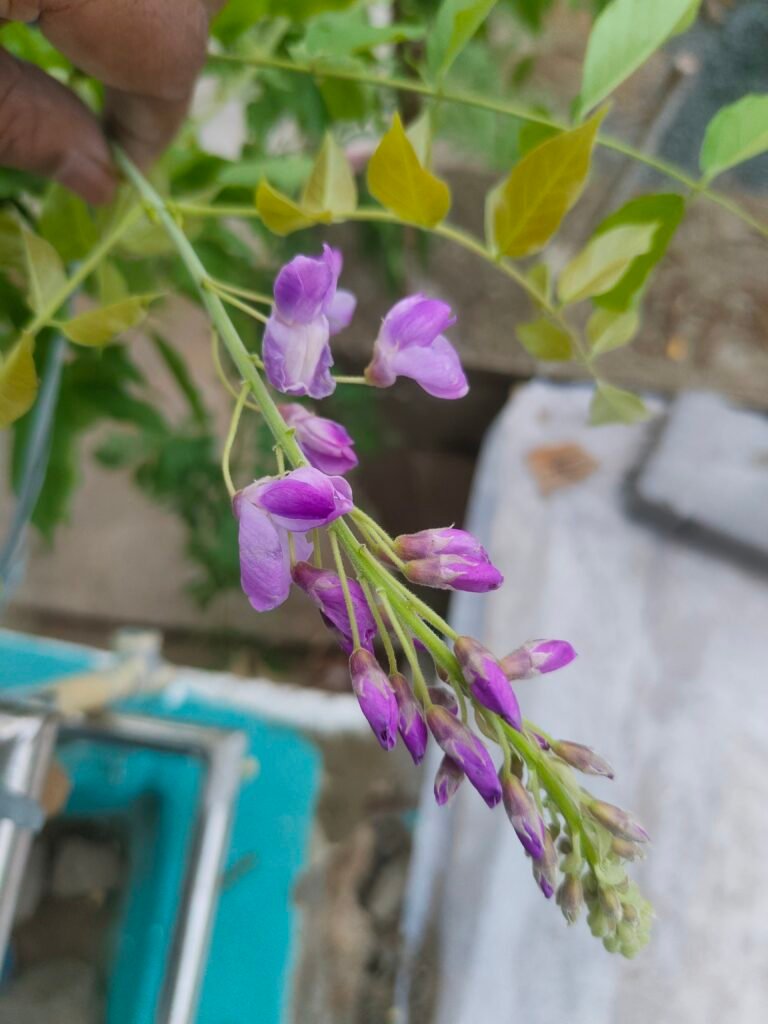 Image #2 from L.N. Panigrahi