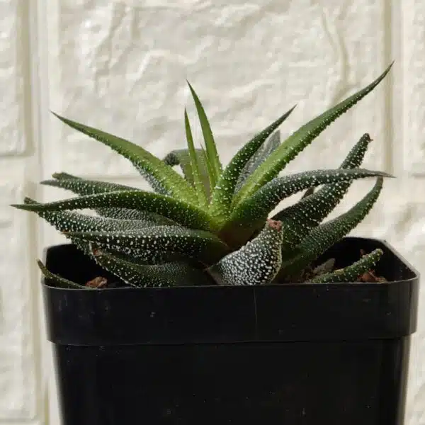 Haworthia Fasciata Concolor - Image 3