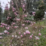 Magnolia Soulangeana - Beautiful Flowering Tree for Your Garden