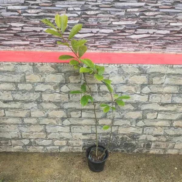 Magnolia x Soulangeana - Beautiful Flowering Tree for Your Garden - Image 3