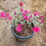 Azalea X Silver Sword Double Flowering Plant