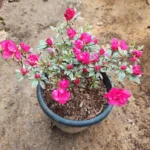 Azalea X Silver Sword Double Flowering Plant plant