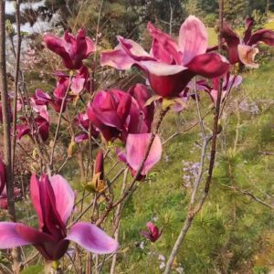 Magnolia Liliiflora Nigra (Dark Chocolate) – Luxurious and Intense Flavors