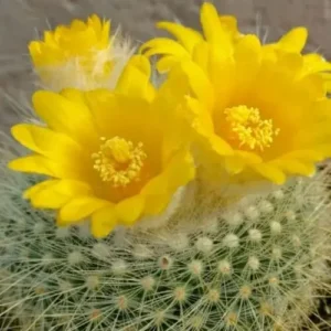 Parodia Chrysacanthion