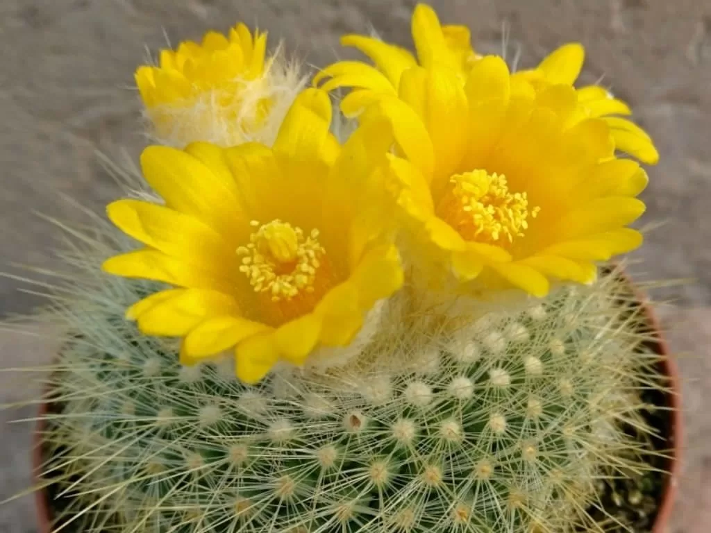 Parodia Chrysacanthion - Plantshub