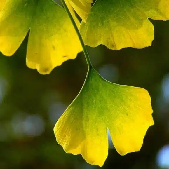 Ginkgo Biloba Tree - Image 6