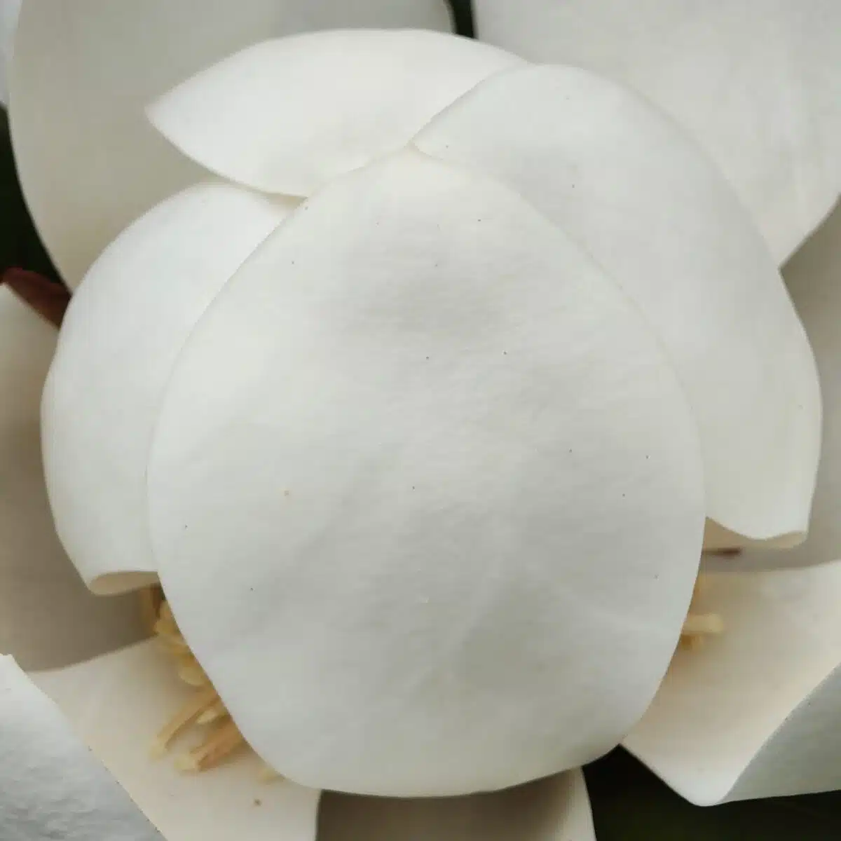 Magnolia Grandiflora - Image 4