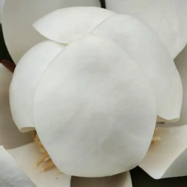 Magnolia Grandiflora - Image 4