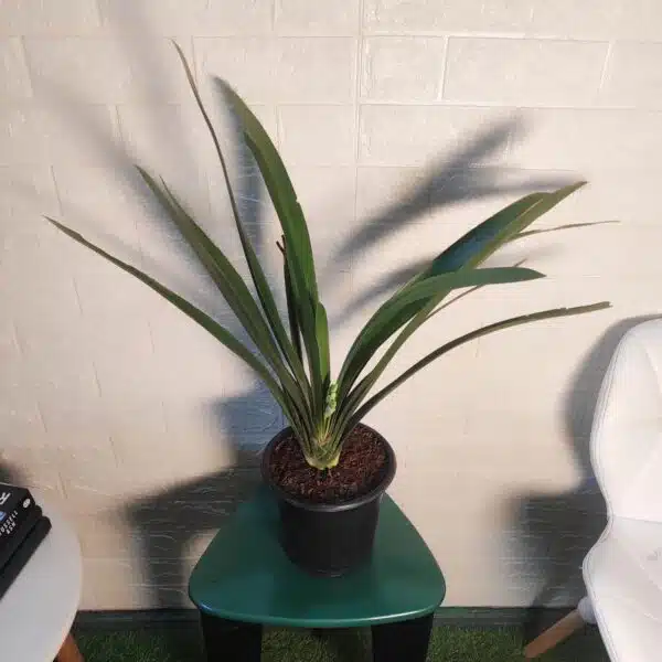 Clivia Miniata (Bush Lily) Light Orange - Plant - Image 3