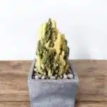 Fairy Castle Variegate