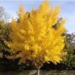 Ginkgo Biloba Tree