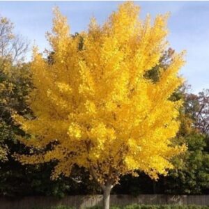 Ginkgo Biloba Tree