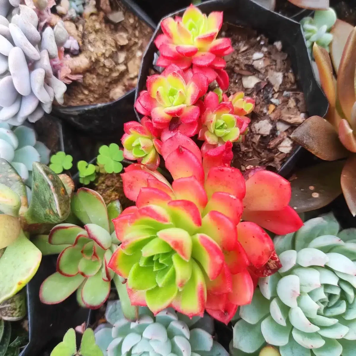 Sedeveria Letizia - Image 2