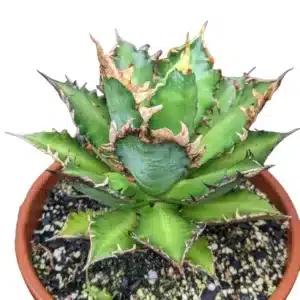 Agave Titanota
