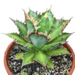 Agave Titanota plant