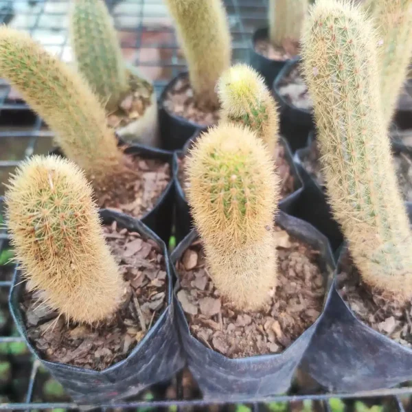 Cleistocactus Winteri (Golden Monkey Tail) - Image 3