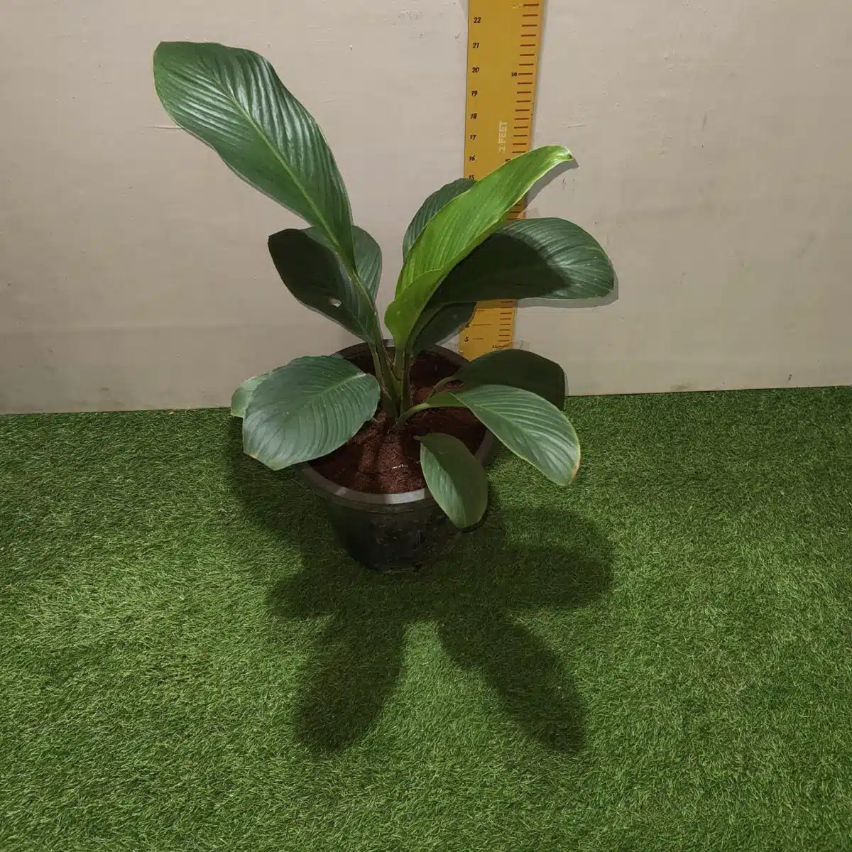 Spathiphyllum wallisii 'Sensation'(Giant Peace Lily) - Image 17