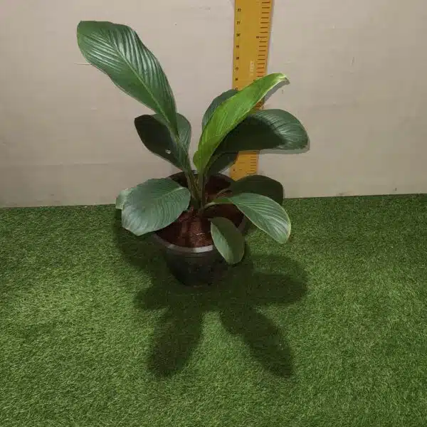 Spathiphyllum wallisii 'Sensation'(Giant Peace Lily) - Image 17