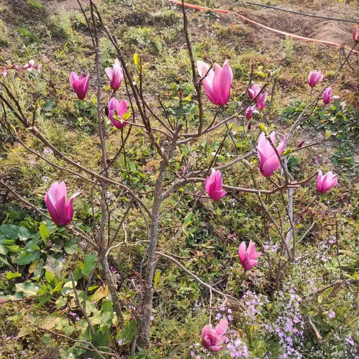 Magnolia Liliiflora Obovata Purpurea (Purple) - Image 6